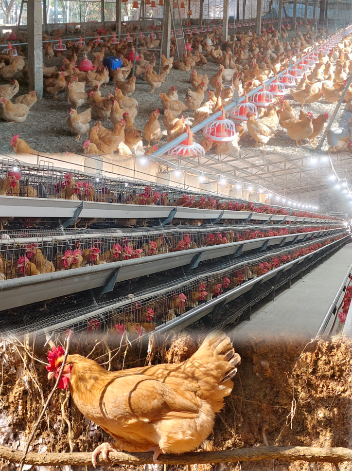 “惠”聚力量 赋能兴村——“百会千企”助力“百千万工程”共建活动走进结对村“石坝镇乌坭湖村”。(图6) 微信图片_20250122110348.png