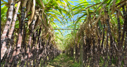 春风送暖助农忙 甜蜜同行践初心——协会组织会员企业开展三月学雷锋春风活动